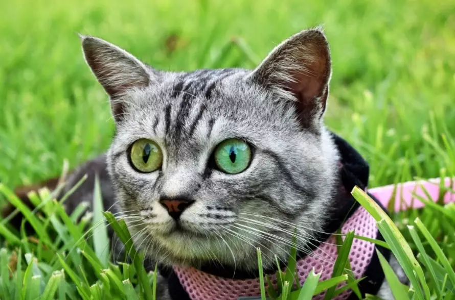 are grey tabbies rare