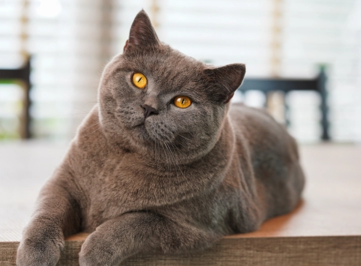 leaving cats alone leaving cats alone