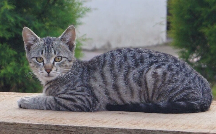grey tabby cat personality