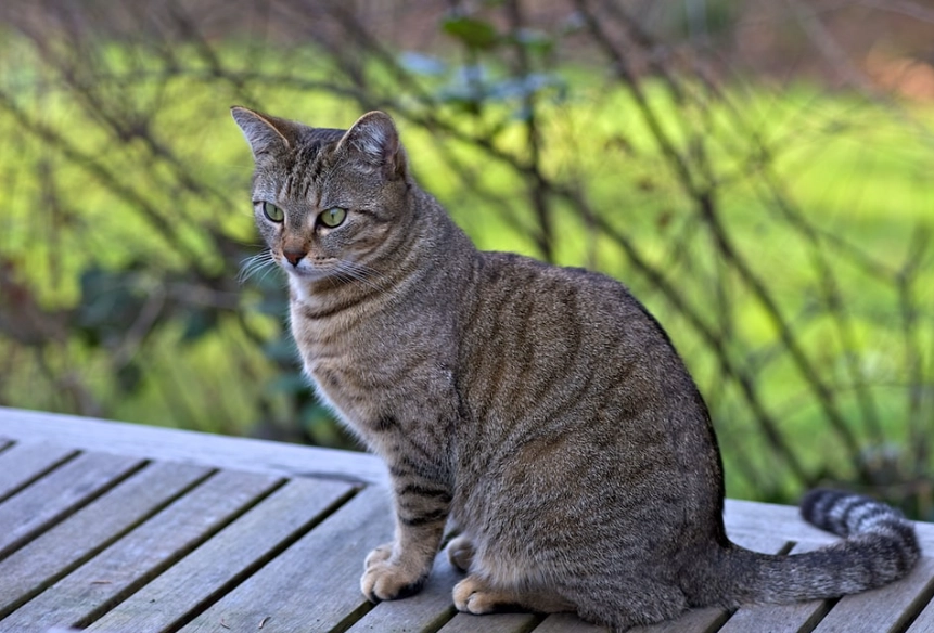What breed of cat is a tabby grey?