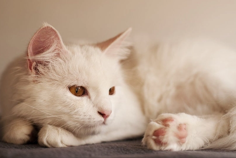 Angora cat deafness