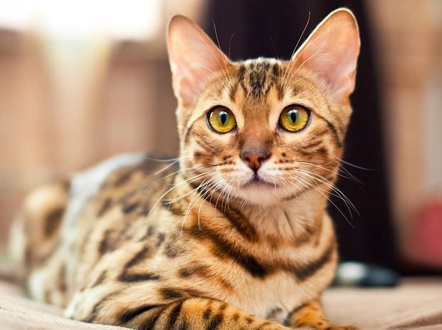 bengal cat personality