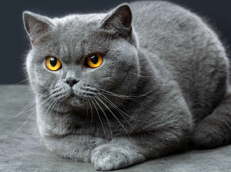 British Shorthair care British Shorthair care