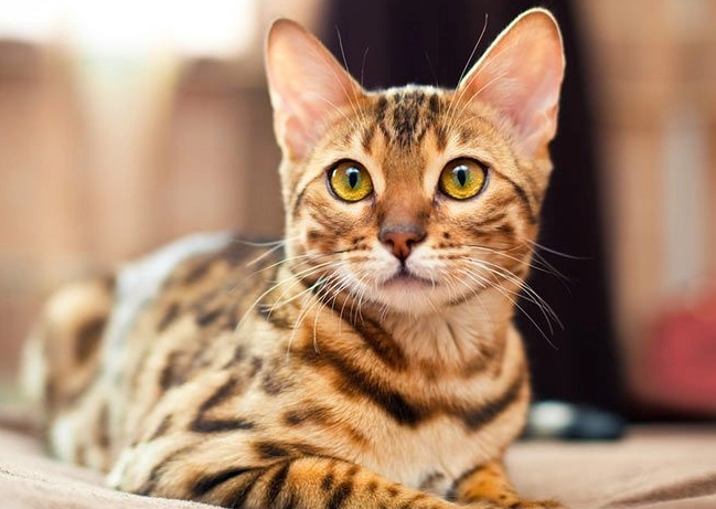 Bengal cat personality Bengal cat personality