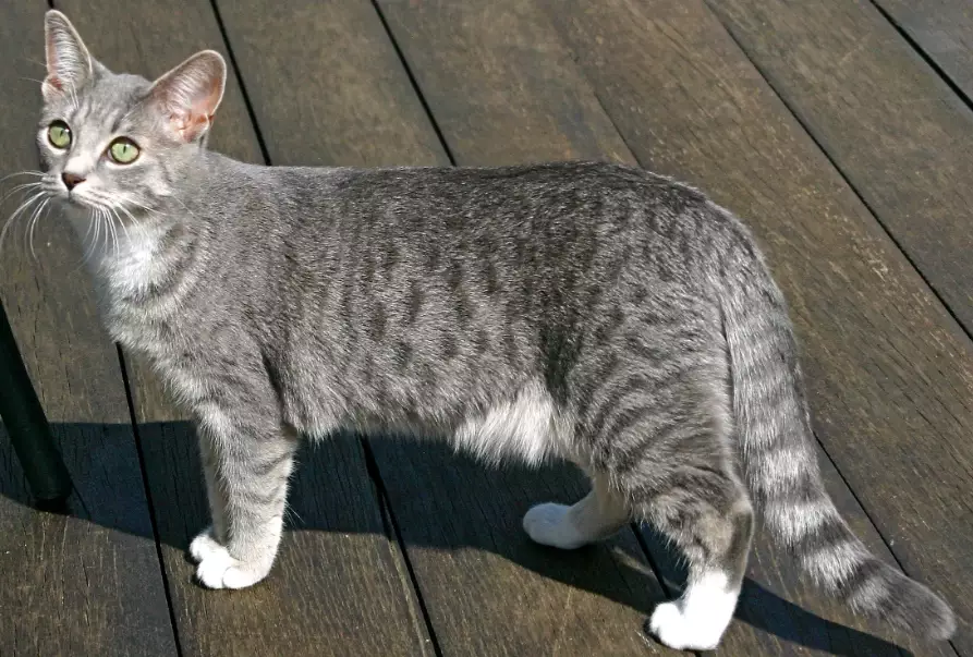 Blue tabby cat
