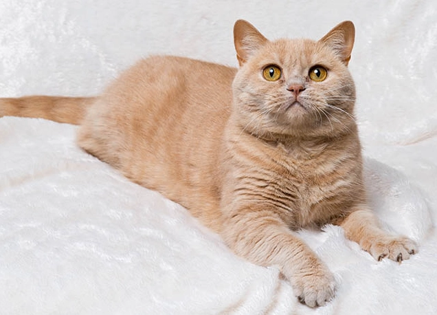 british shorthair ginger cat british shorthair ginger cat