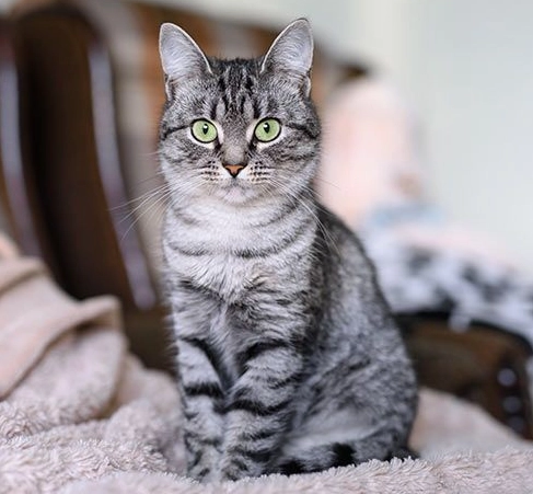 American shorthair cat personality