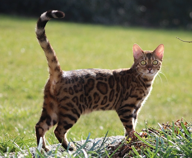 Bengal kitten price