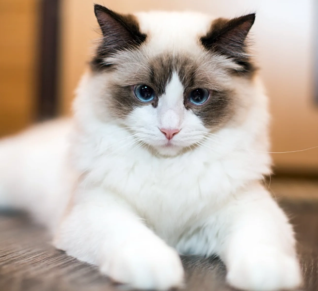 ragdoll cat behavior problems
