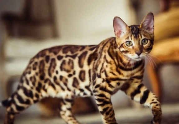 Bengal cat cost