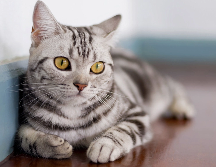 are american shorthair cats friendly