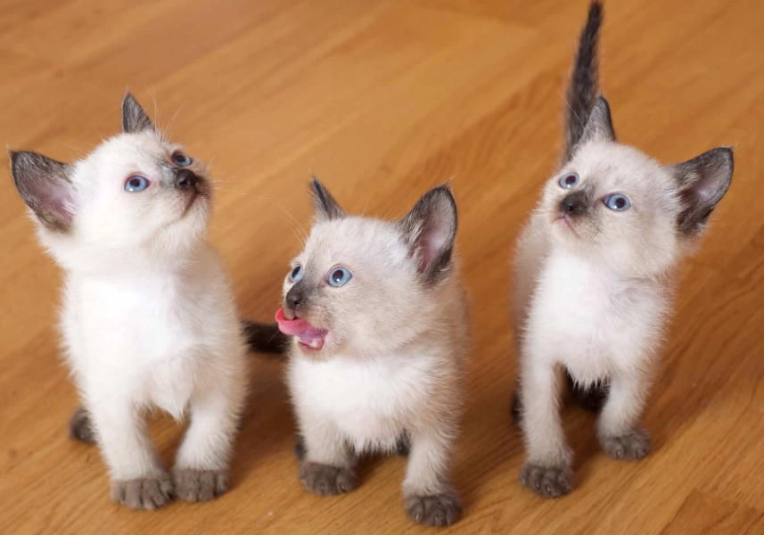 How expensive is a Siamese cat?