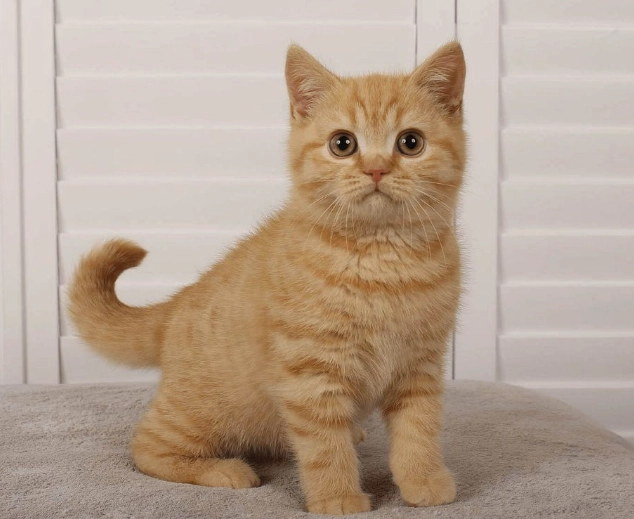orange british shorthair orange british shorthair