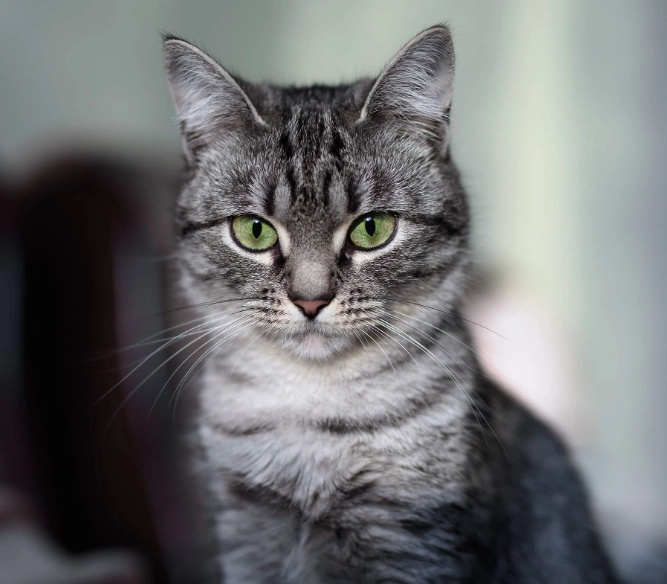 american shorthair temperament with kids