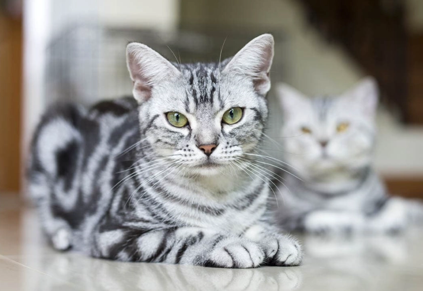 american shorthair temperament with kids