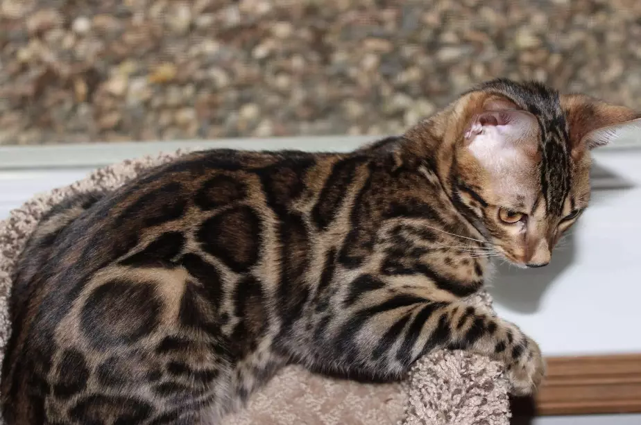 Bengal cat price