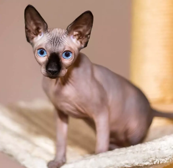 cat breed classifications