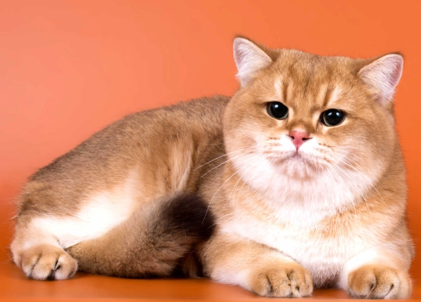 orange british shorthair orange british shorthair