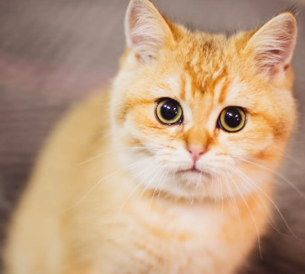 british shorthair orange cat british shorthair orange cat