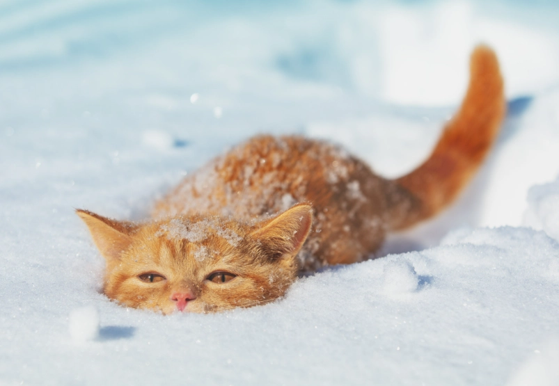 types of domestic cats