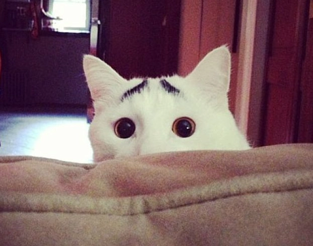 What are the 7 classifications of cats?