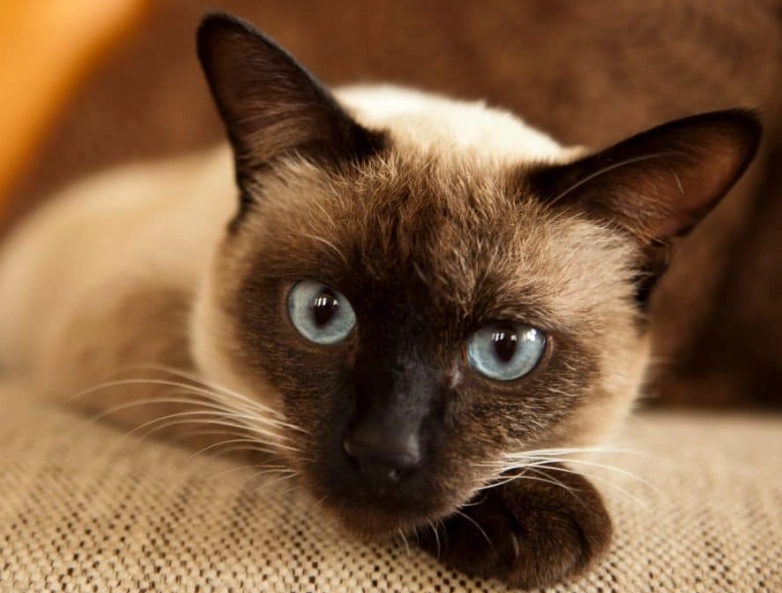 How much is a Siamese cat