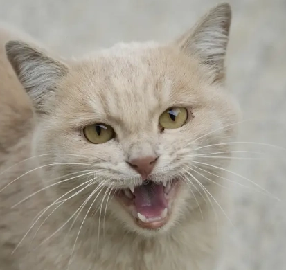 cat breed classifications