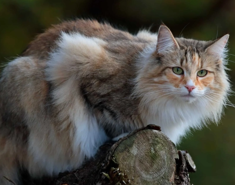 Norwegian Forest Cat USA