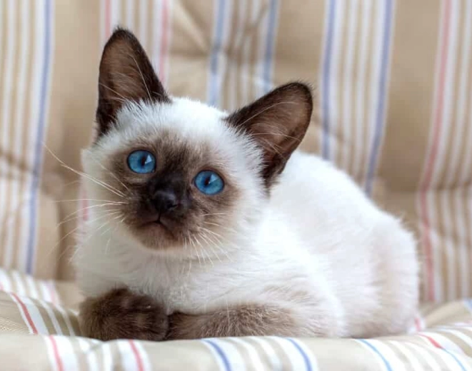 Siamese cat price