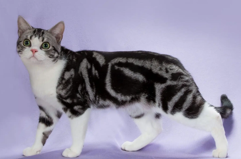 cat breed characteristics