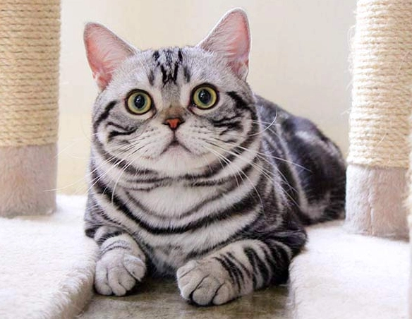 are american shorthair cats friendly