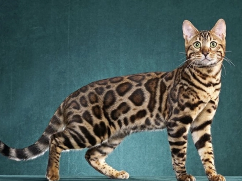 Bengal cat price