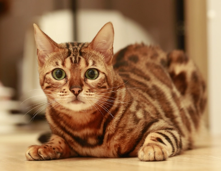 Bengal cat cost