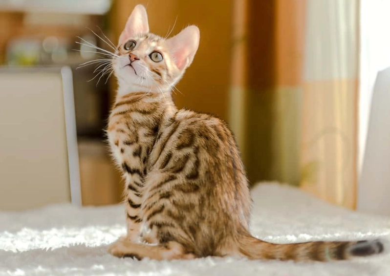 Bengal kitten price