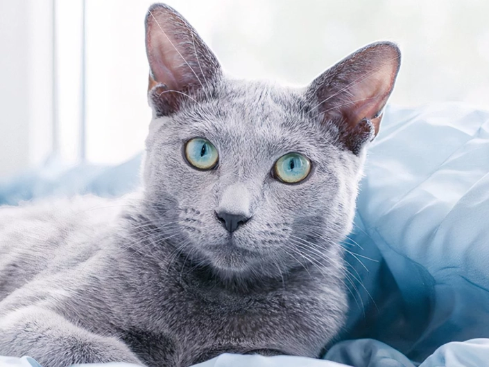 Russian Blue cat personality Russian Blue cat personality