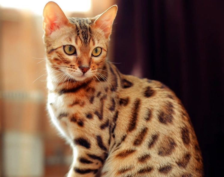 Bengal cats as family pets