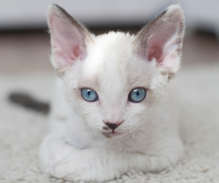 Devon Rex cat allergies