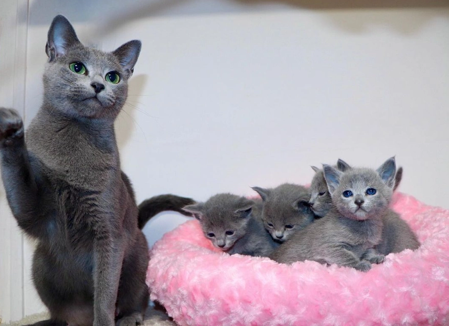 Russian Blue kitten care