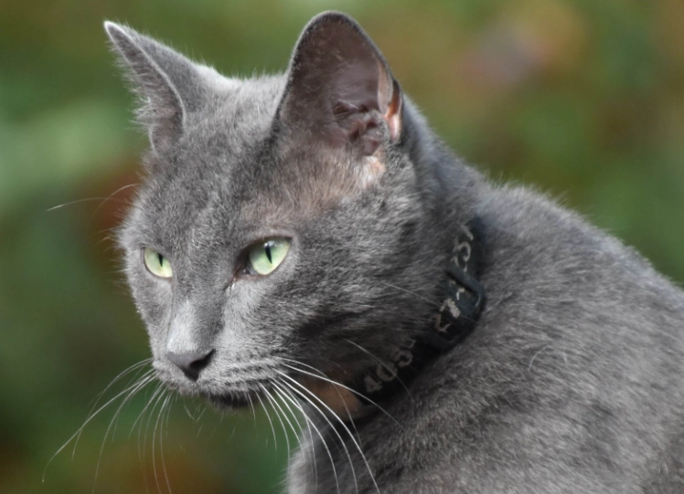 Russian Blue good with kids Russian Blue good with kids