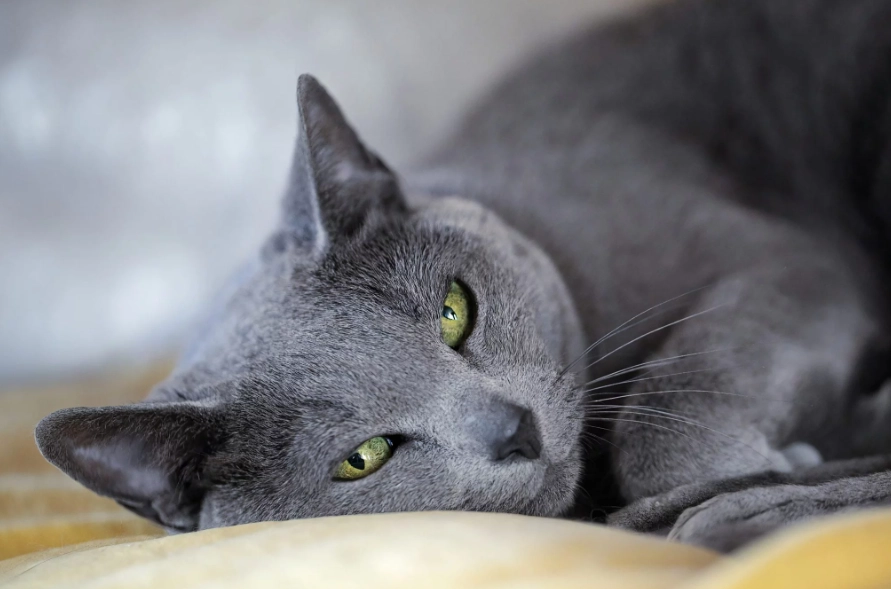 are russian blue cats friendly