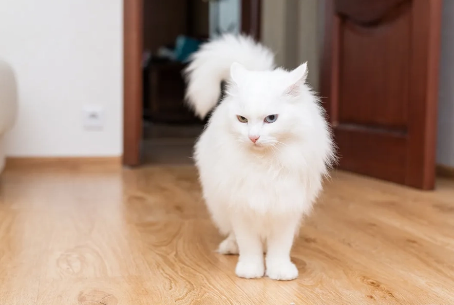 Turkish Angora affectionate Turkish Angora affectionate