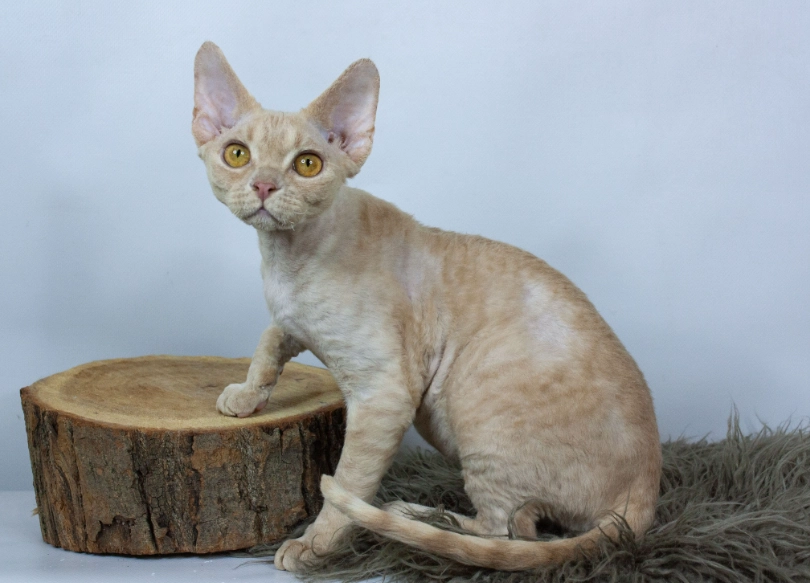 Are Devon Rex cats friendly Are Devon Rex cats friendly