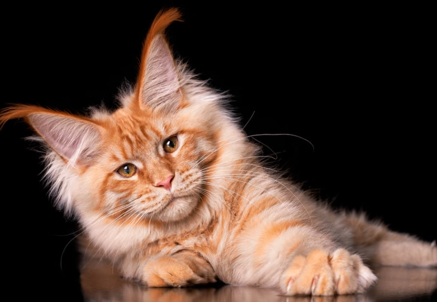 Maine Coon care