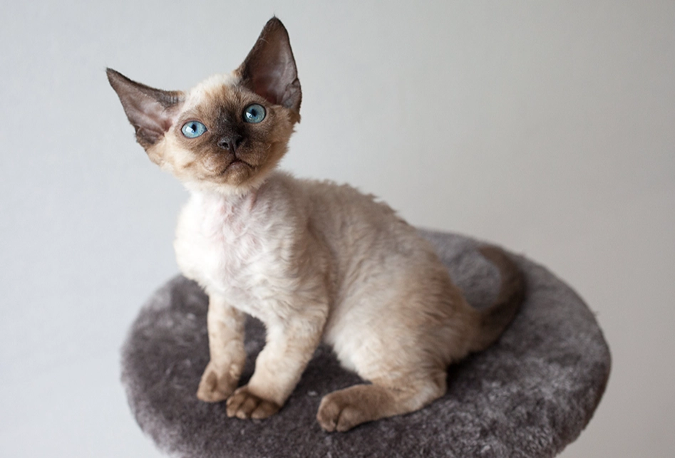 how much is a Devon Rex cat