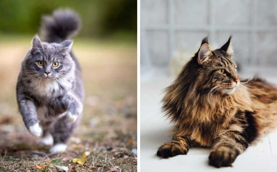 Maine Coon cat