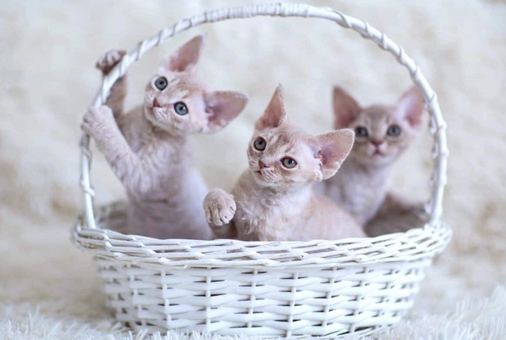 how much is a Devon Rex cat