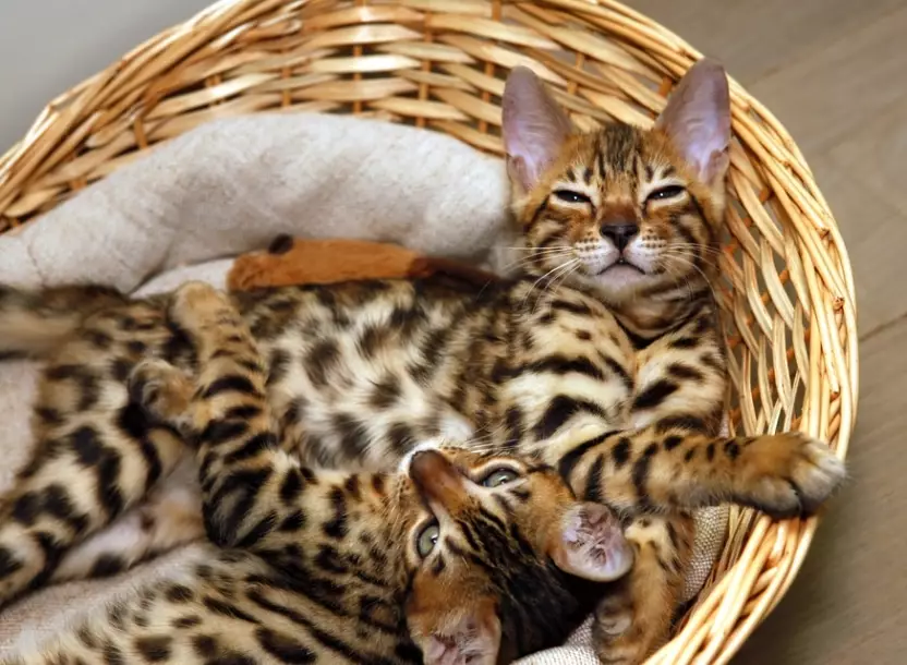 Bengal cat temperament