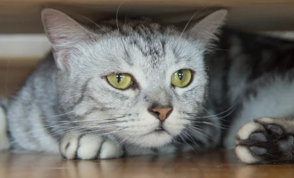 Are American Shorthair cats expensive?