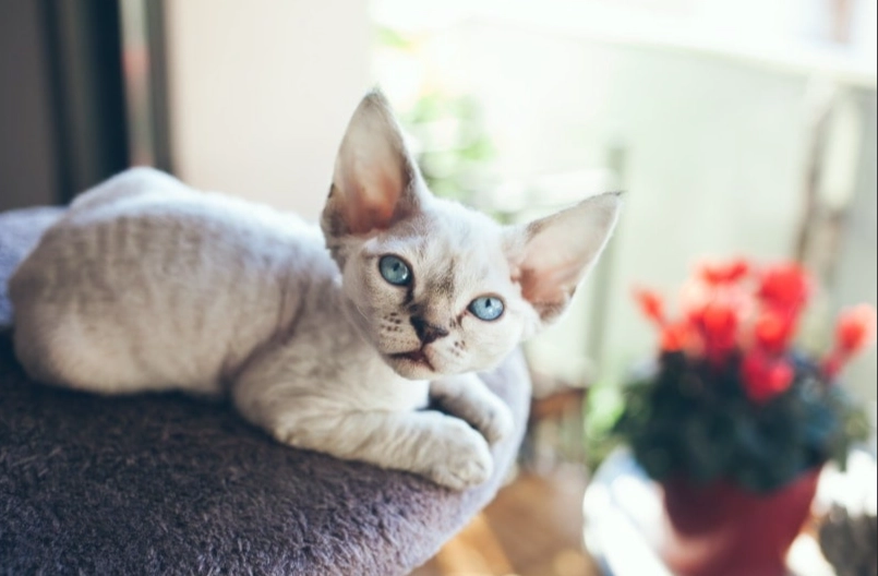 Devon Rex cat price
