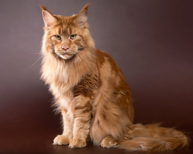 Maine Coon temperament
